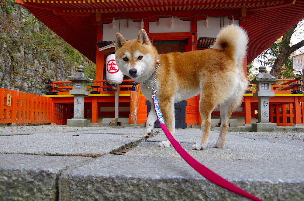FB体育-尤文图斯连胜结束巴塞罗那不败纪录，尤文图斯3比0巴塞罗那2020