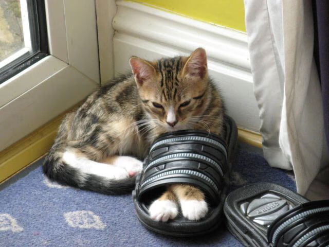 尤文图斯力拼欧洲冠军,字字皆是生死突围,尤文图斯欧战成绩