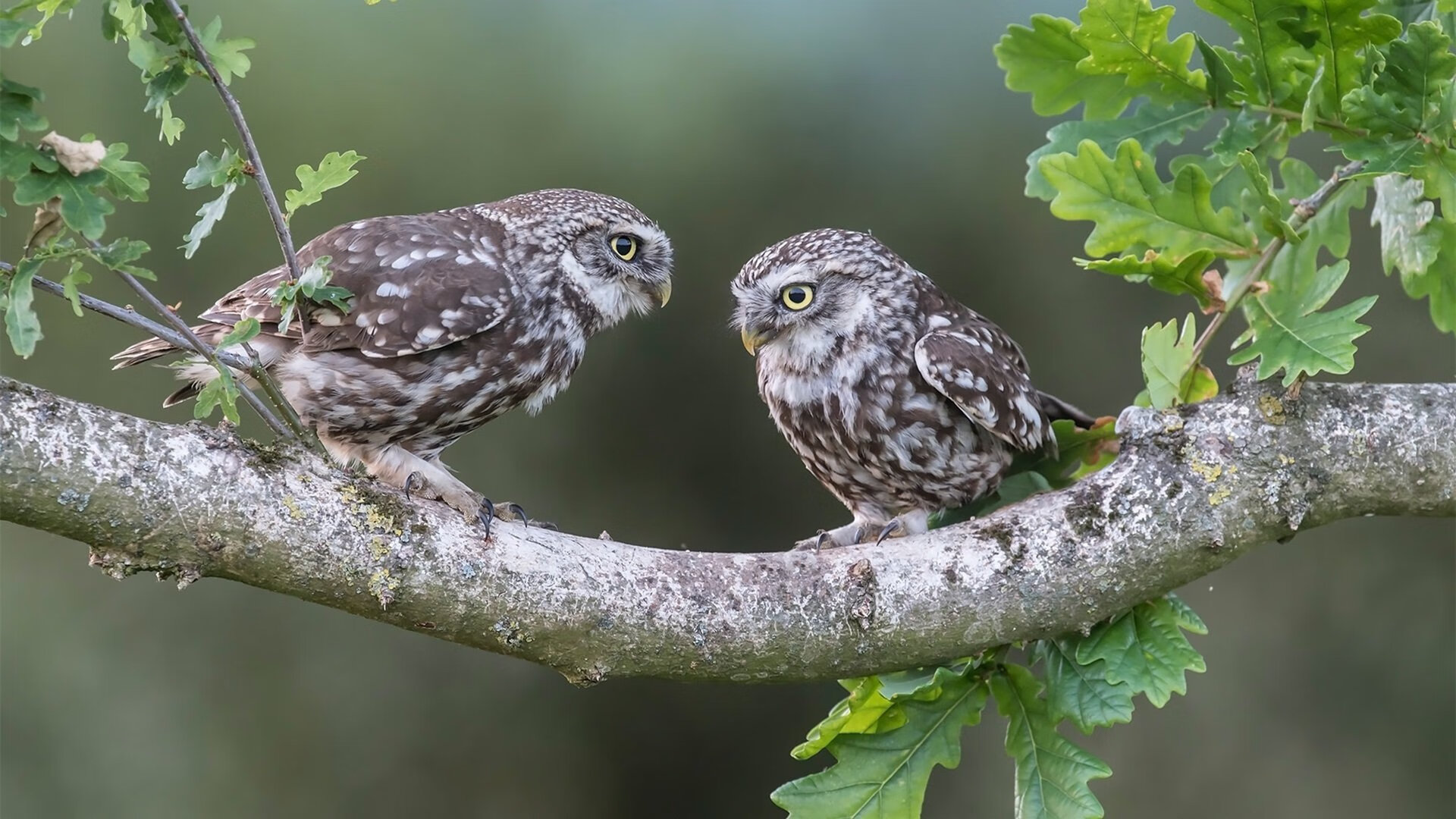FB体育官方-西班牙国家队遭遇连败，困境难题需解决，西班牙国家队强不强