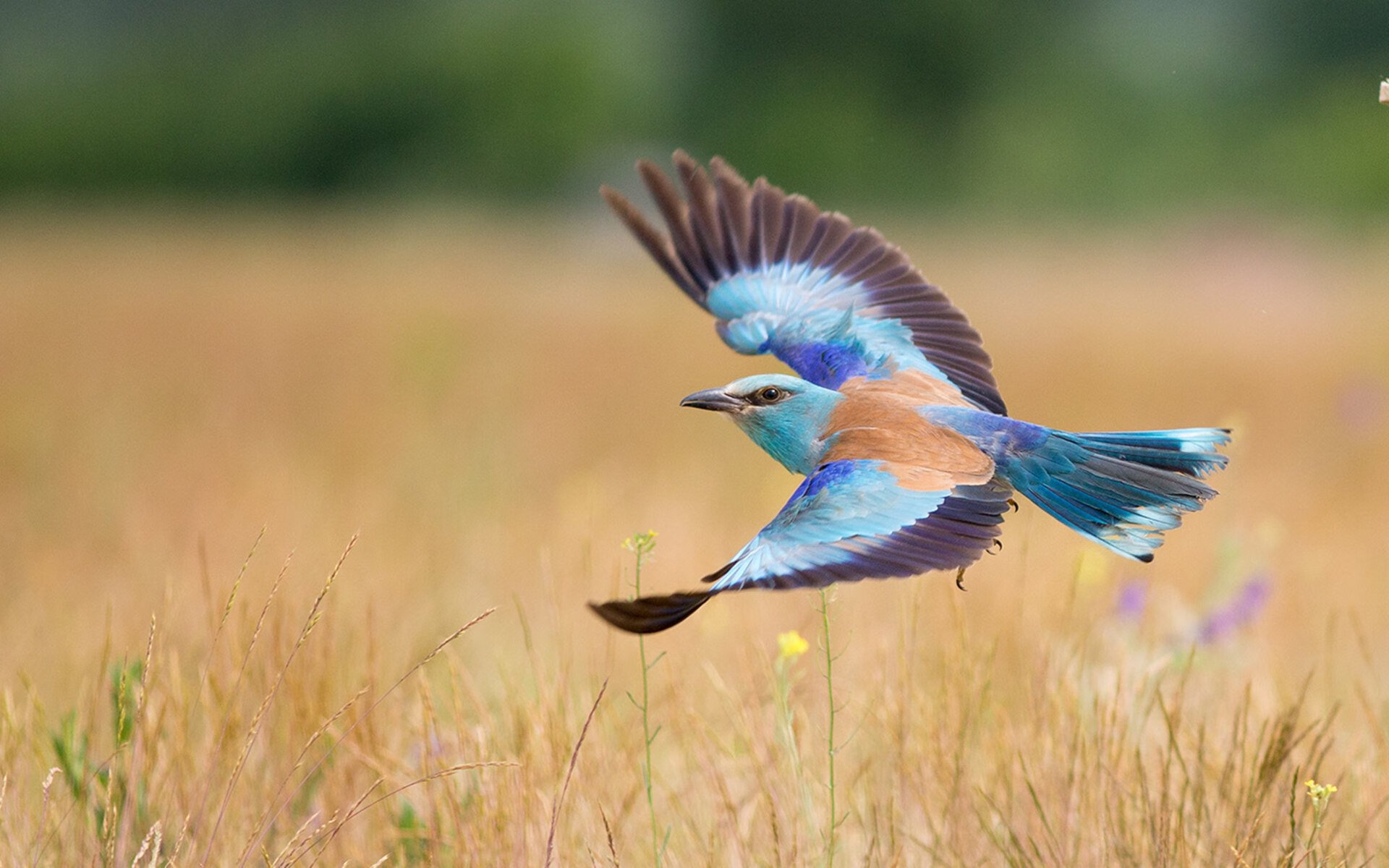 中国篮球运动员篮板球技术训练策略，中国篮球运动员篮板球技术训练策略分析