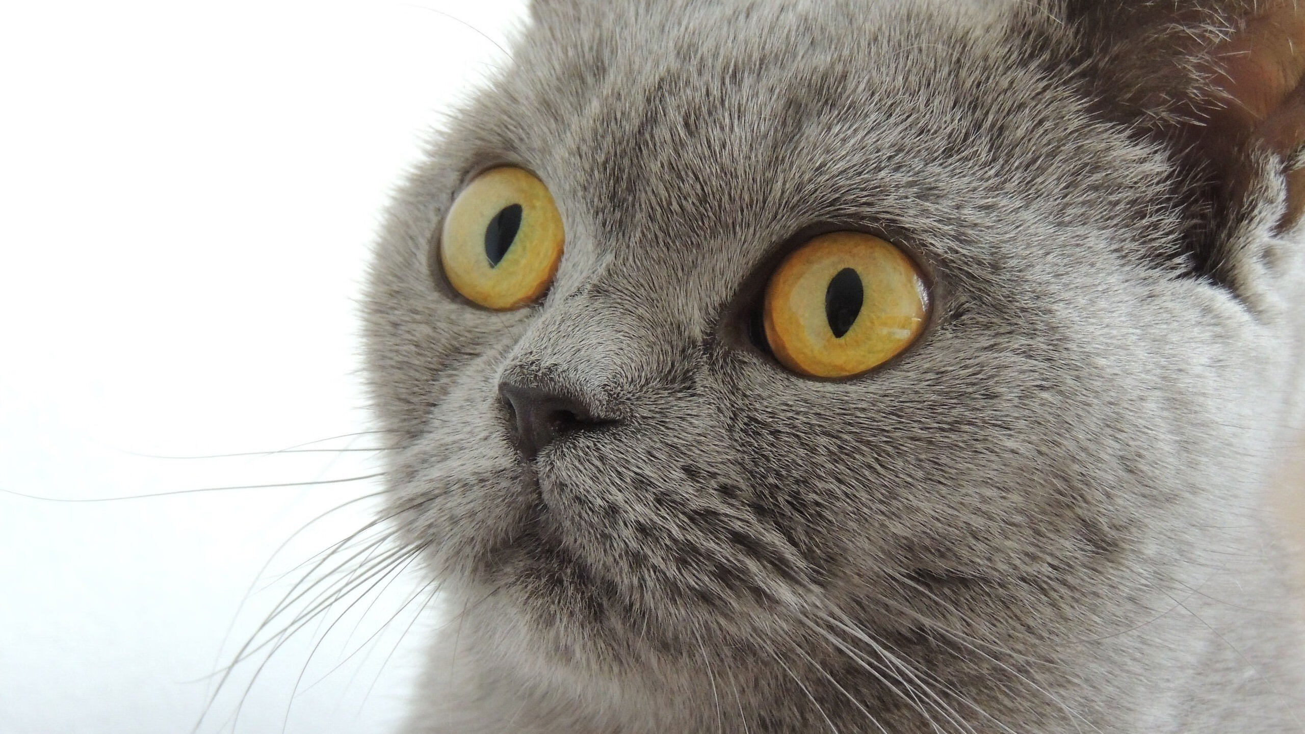 体育项目职业化路径与行业壁垒分析，体育产业化项目选择应遵循什么样的原则