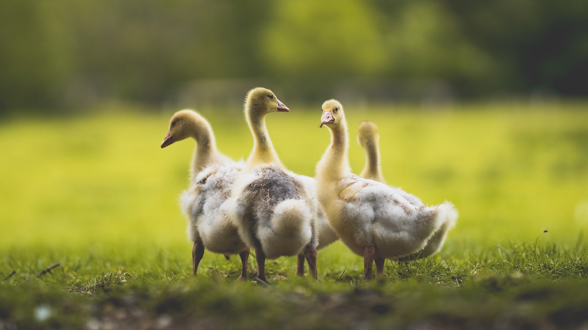 国足伤病预防与恢复策略，国足伤病预防与恢复策略有哪些