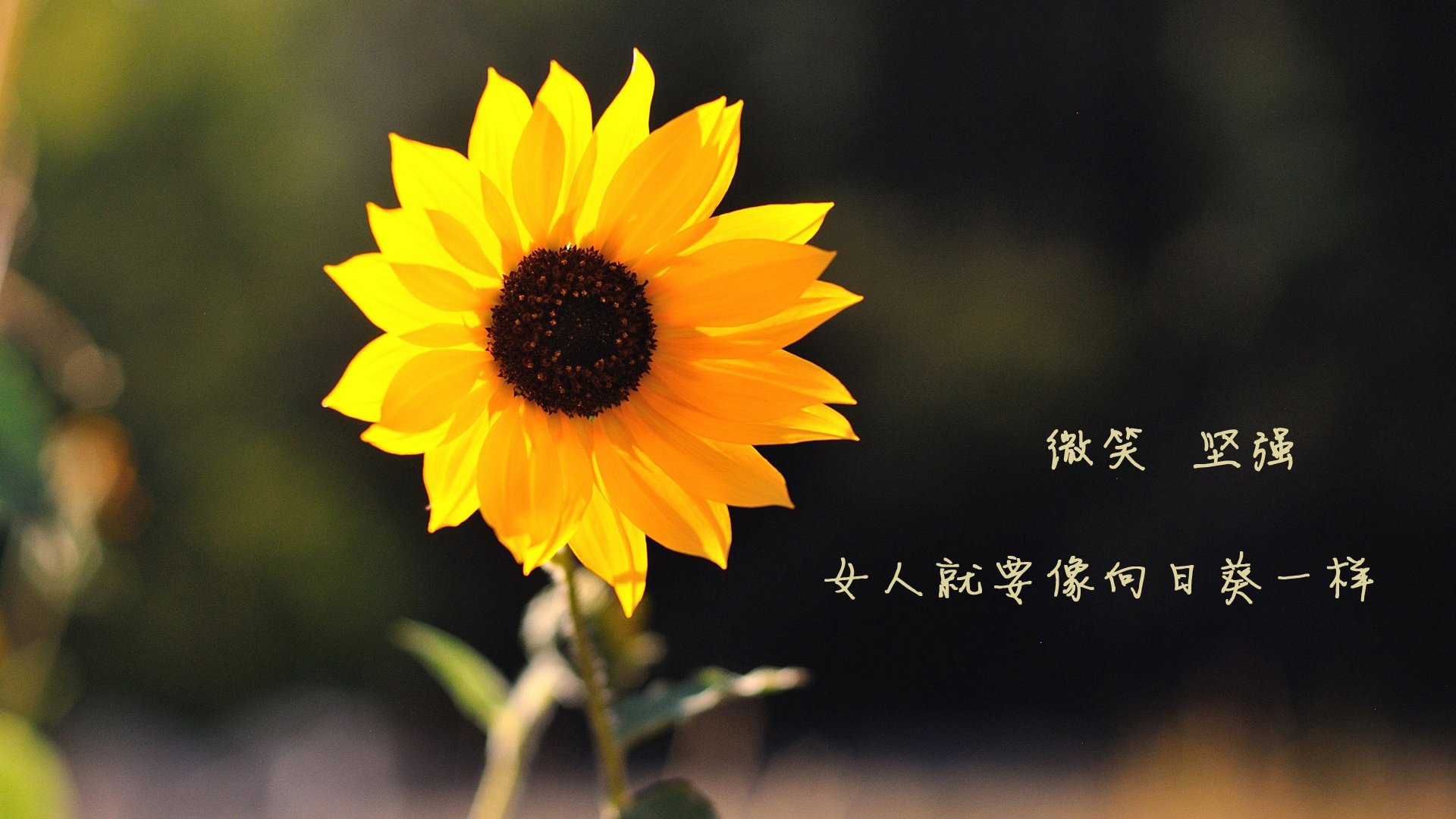 法甲争冠升级：巴黎圣日耳曼迎战强敌，夺冠前线动态，法甲巴黎圣日耳曼vs