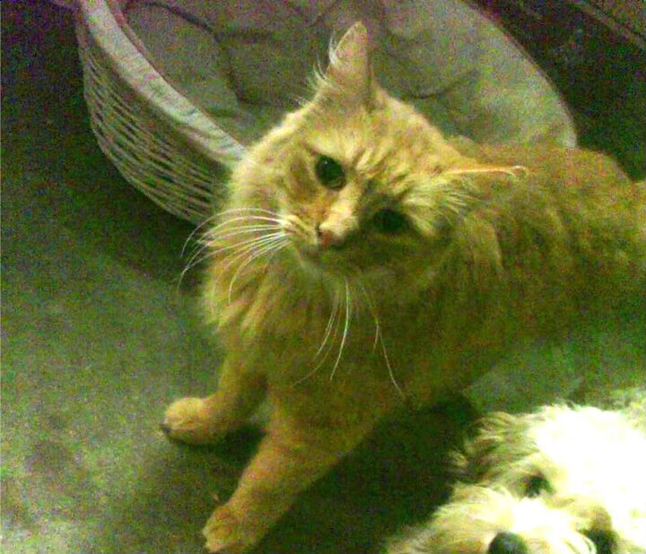 篮球运动员训练负荷科学管理方法,篮球运动员锻炼体能的方法