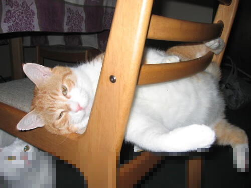 “龙舟赛畅快激情，天府新区迎来速度与力量的较量”