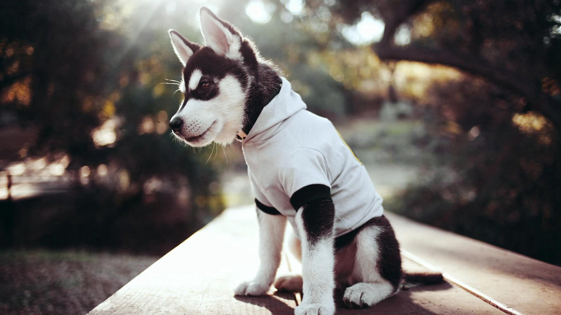 FB体育app下载-仰泳单项 中国新星首次击败澳洲老将，仰泳 冠军