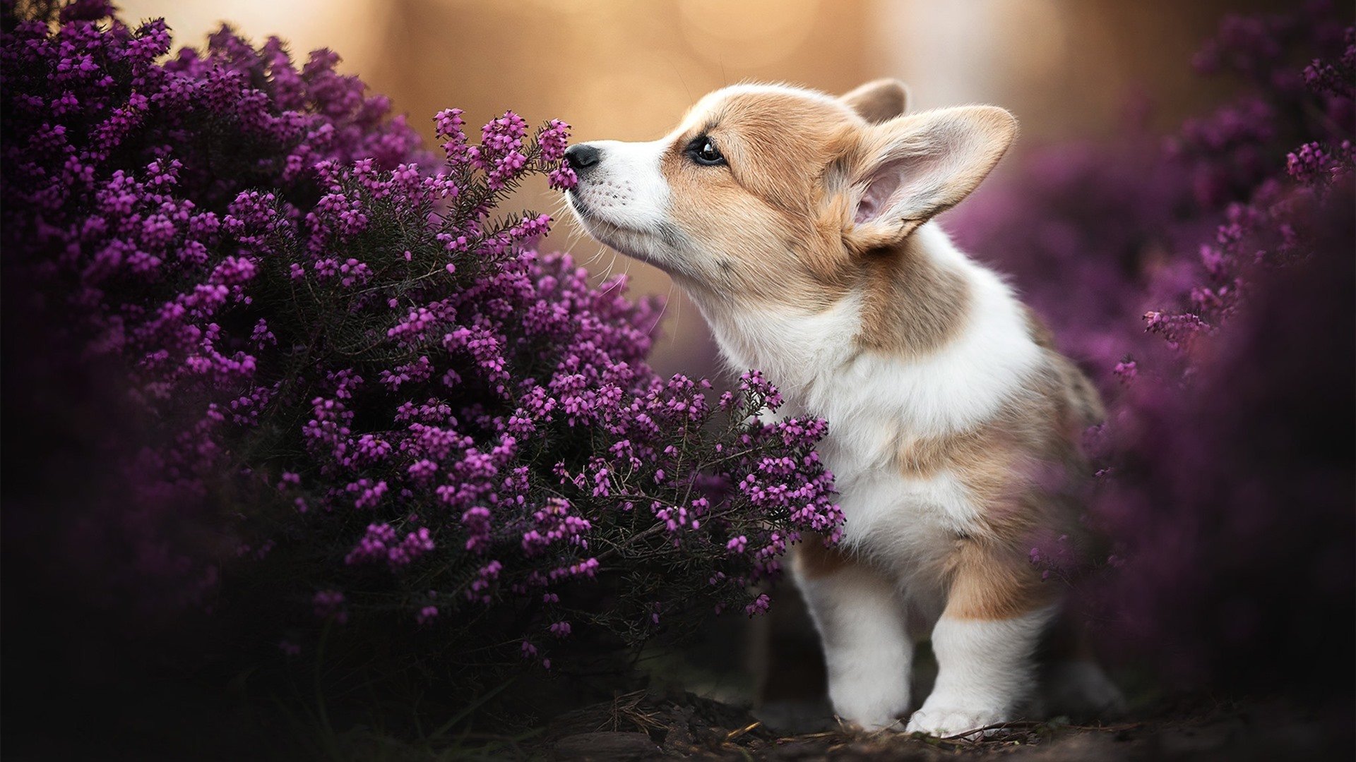 国家队集训地选址影响球员状态恢复,国家队集训队